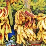 Banana Kg