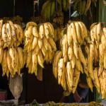 Banana Kg