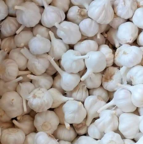 Garlic