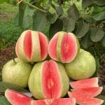 Red daimond guava
