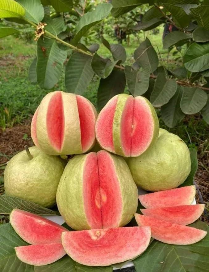 Red daimond guava