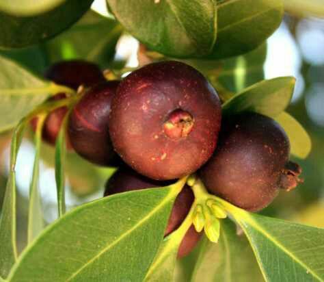 Ayakudi Guava and Fruits
