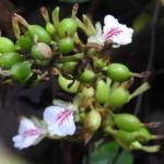 Cardamom