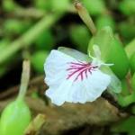 Cardamom