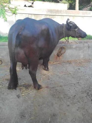 Black Murrah Buffalo