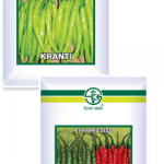Chillies