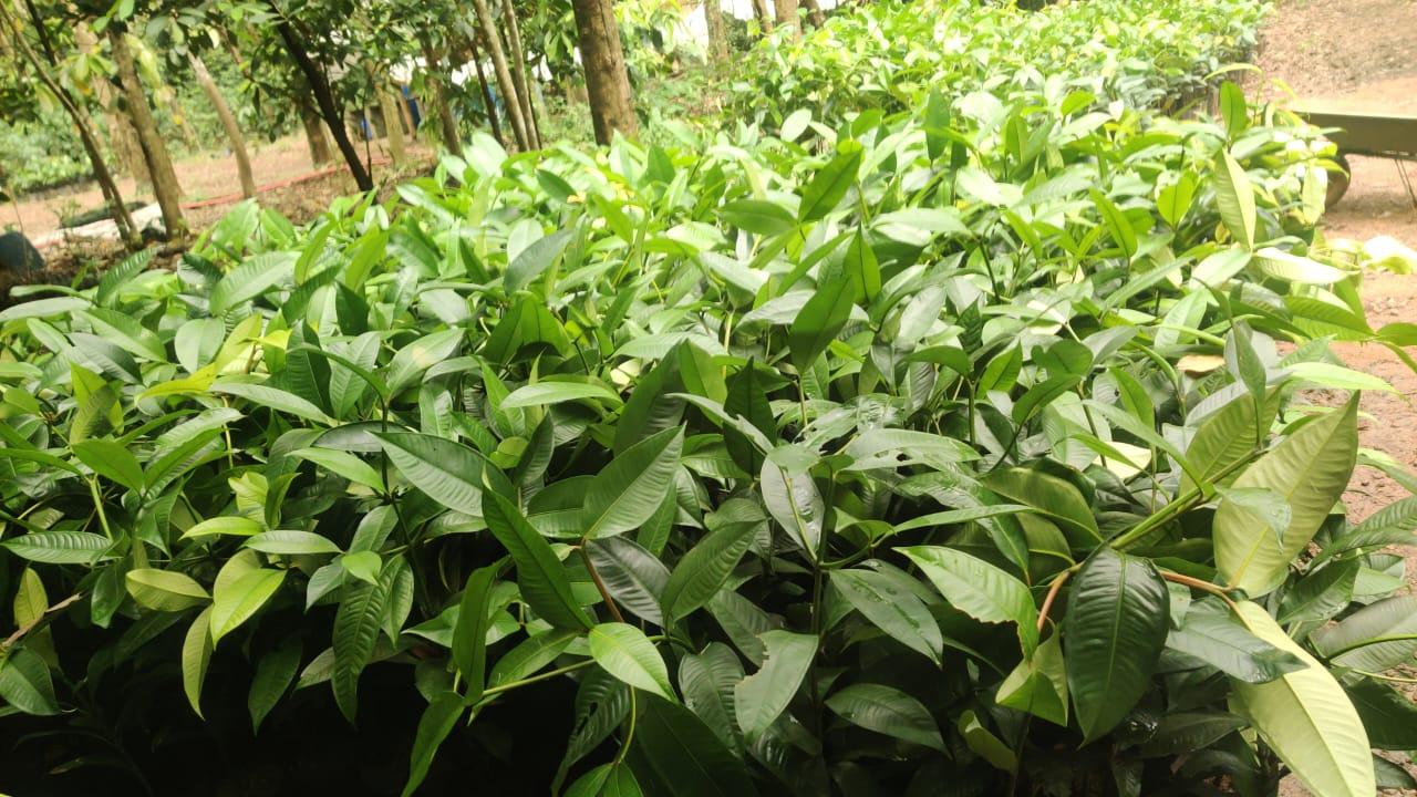 Mangosteen plant 2 year old