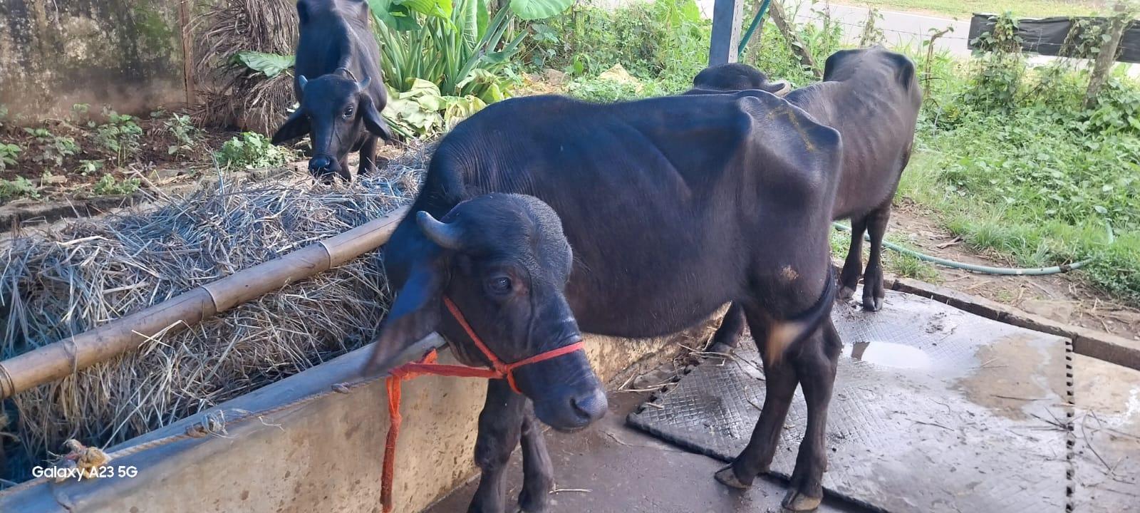 Karukutty Mura Buffalo Farm
