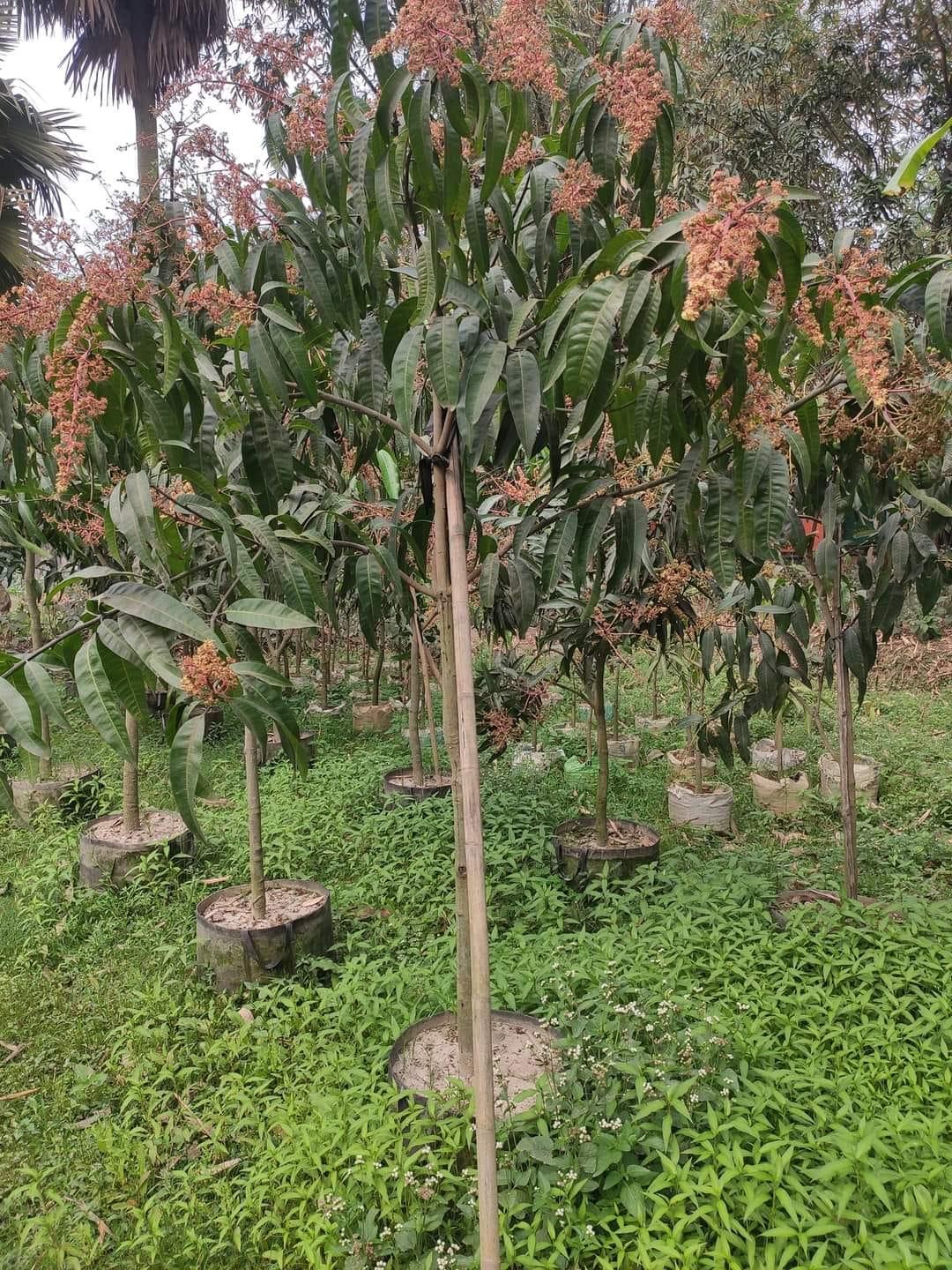Mango Tree