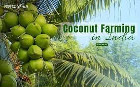 Nakeerar coconut collective farm Producer company ltd