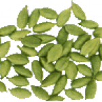 Cardamom