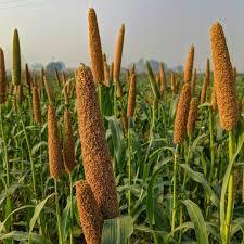 Thangabhoomi Millets and other Crops Producer Company Limited