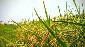 Thanjavur collective farming farmer producer company limited