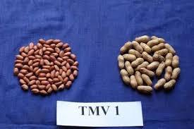 Thurinjapuram Collective Farming Producer Company Limited