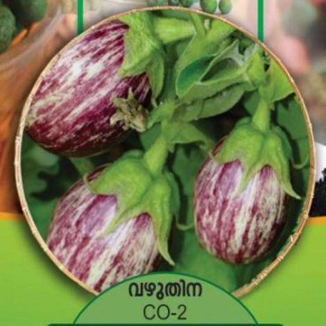 Brinjal Seeds